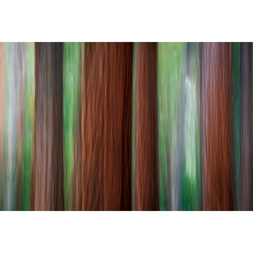 Bishop, Russ 아티스트의 Forest abstract-Yosemite National Park-California-USA작품입니다.
